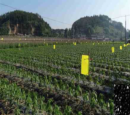 卡博特黑色母PE6251