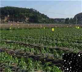 卡博特黑色母PE6251